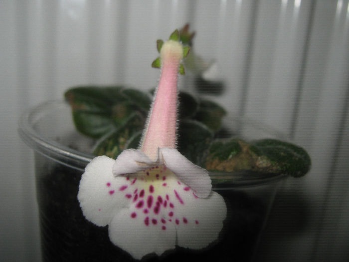  - mini sinningii