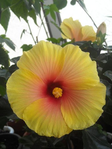  - 0 Din florile mele