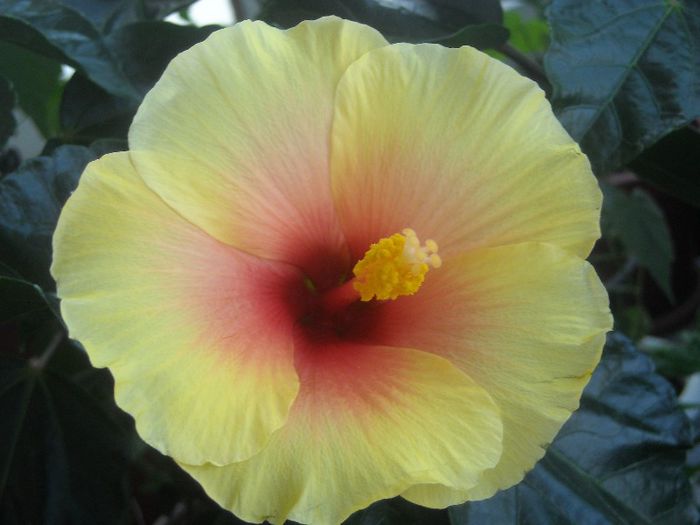  - 0 Din florile mele