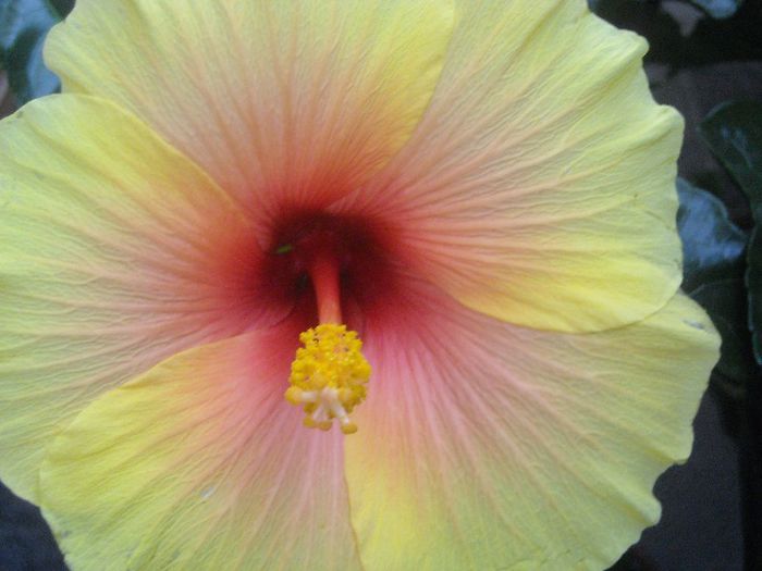  - 0 Din florile mele