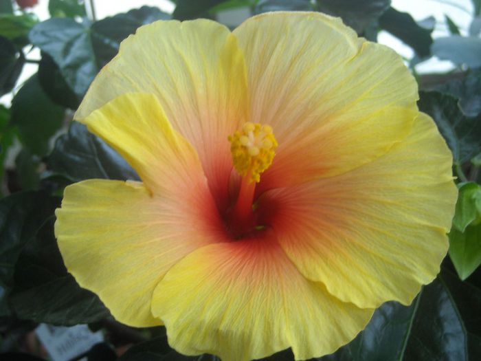  - 0 Din florile mele