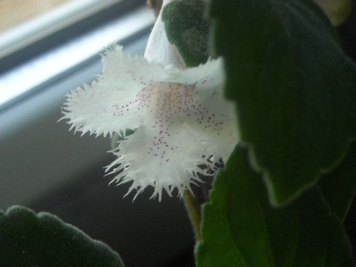 Gingasie intruchipata, iti multumesc ! - 0 Din florile mele