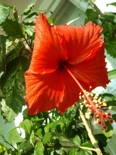 hibi Surinam - Hibiscusii - pasiunea mea