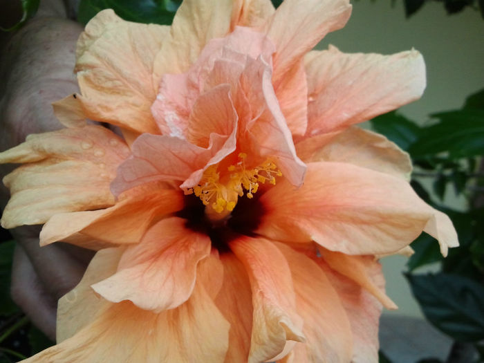 hibi orange dublu - Hibiscusii - pasiunea mea