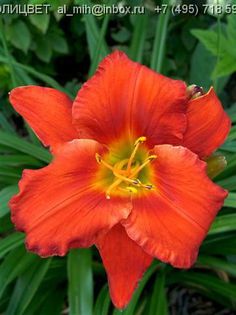 Hemerocallis Amadeus - HEMEROCALISII PE CARE II DORESC