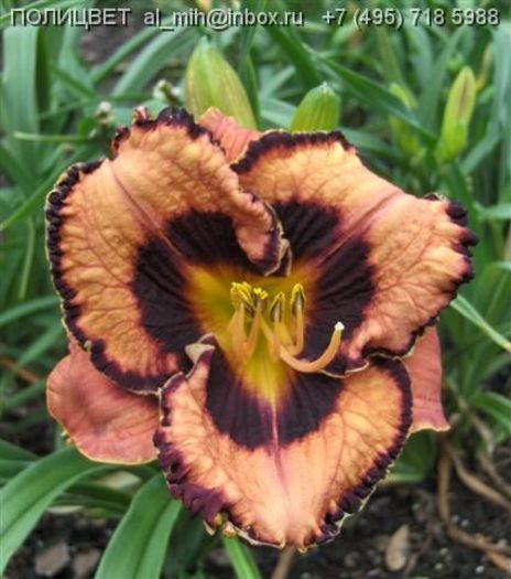 Hemerocallis Awesome Blossom