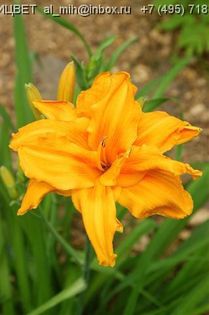 Hemerocallis Bandolero - HEMEROCALISII PE CARE II DORESC