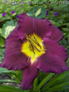 Hemerocallis Bela Lugosi - HEMEROCALISII PE CARE II DORESC