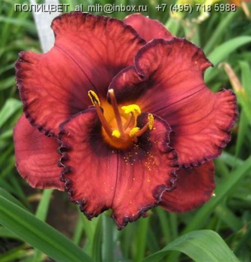 Hemerocallis Berrylicious - HEMEROCALISII PE CARE II DORESC