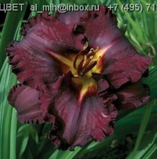 Hemerocallis Black Stockings - HEMEROCALISII PE CARE II DORESC