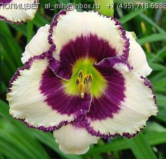 Hemerocallis Border Music - HEMEROCALISII PE CARE II DORESC