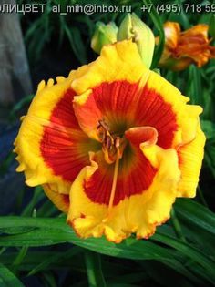 Hemerocallis Brookwood Lee Causey