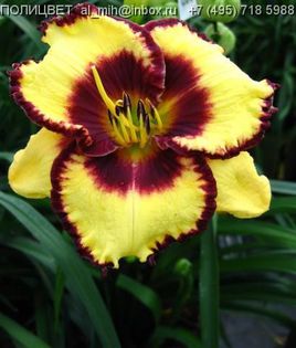 Hemerocallis Calico Jack