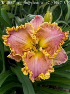 Hemerocallis Darla Anita