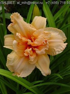 Hemerocallis Double Dream - HEMEROCALISII PE CARE II DORESC