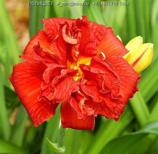 Hemerocallis Double Firecracker - HEMEROCALISII PE CARE II DORESC