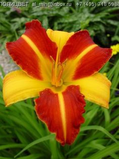 Hemerocallis Frans Hals - HEMEROCALISII PE CARE II DORESC