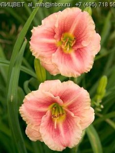 Hemerocallis Little Anna Rosa - HEMEROCALISII PE CARE II DORESC