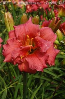 Hemerocallis Little Red Baron - HEMEROCALISII PE CARE II DORESC