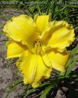 Hemerocallis Molokai