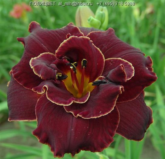 Hemerocallis Night Embers - HEMEROCALISII PE CARE II DORESC