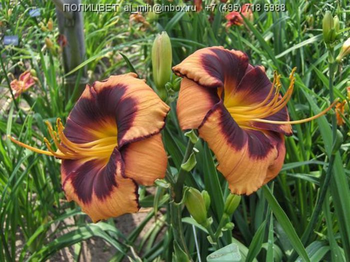 Hemerocallis Pumpkin Burst - HEMEROCALISII PE CARE II DORESC