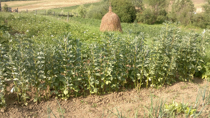 2013-07-04-0014 - gradina 2013