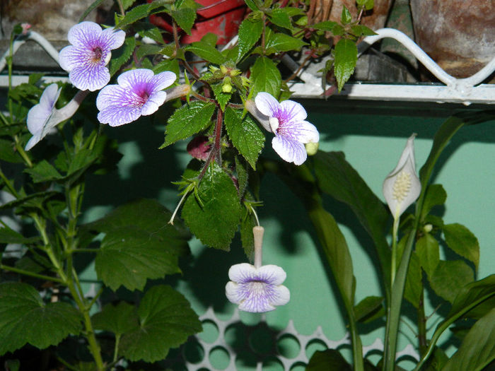 DSCN5413 - IULIE 2013