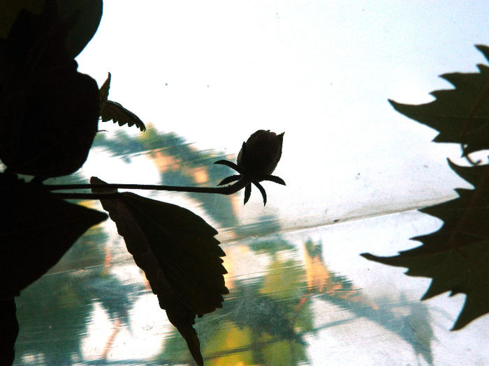 DSCN5456 - IULIE 2013