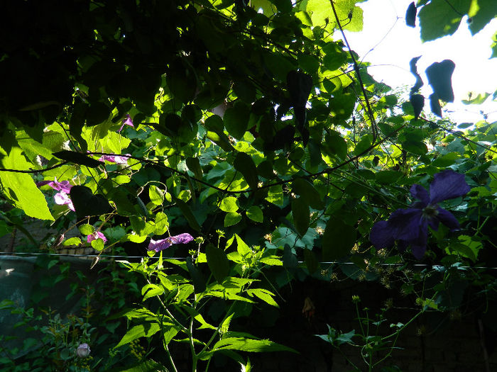 DSCN5467 - IULIE 2013