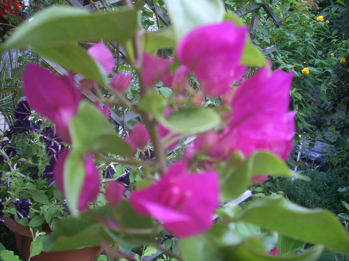 DSCN2941[1]; bounga..
