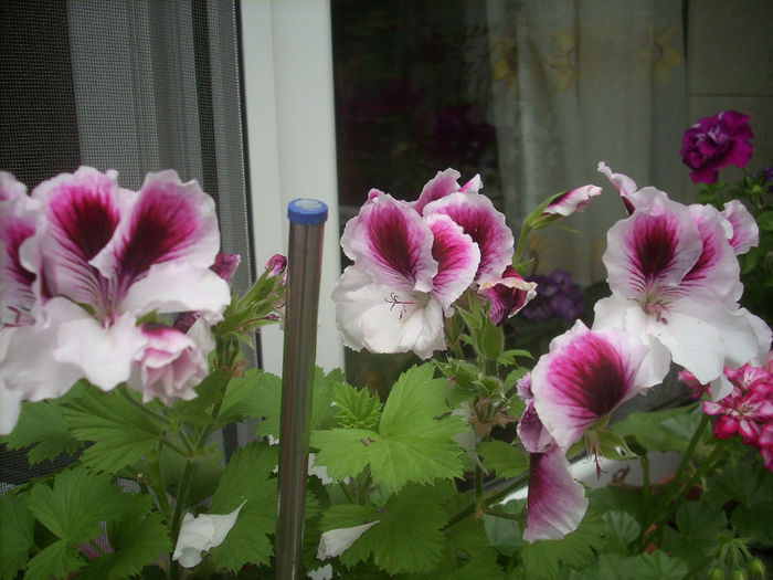 DSCN2944[1]; muscata englezeasca
