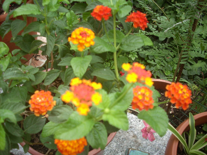 lantana portocalie; lantana
