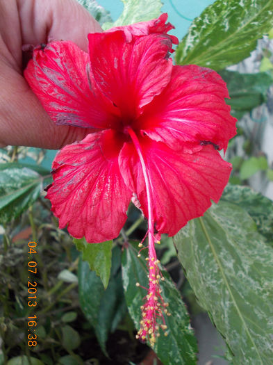 hibi surinam - iulie 2013-flori