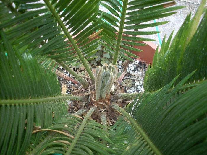 DSCN2967[1]; lastari noi de cycas
