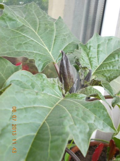 datura mov - iulie 2013-flori