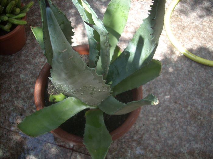 DSCN3007[1]; agava primita de la simona..mersi mult..
