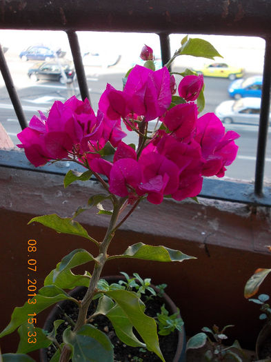 bougainvillea - iulie 2013-flori