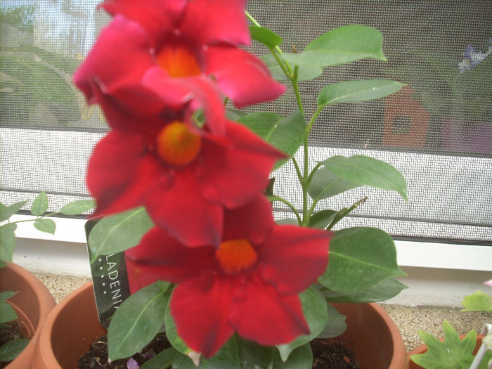 DSCN3019[1]; difladenia rosie
