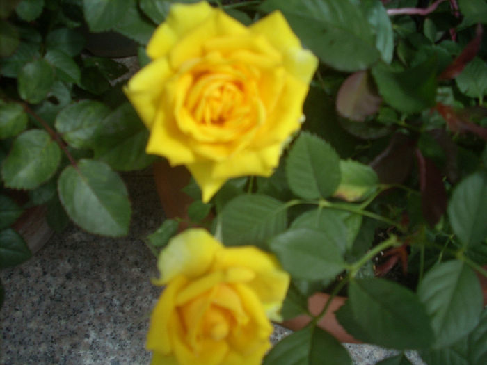DSCN3058[1]; trandafir pitic
