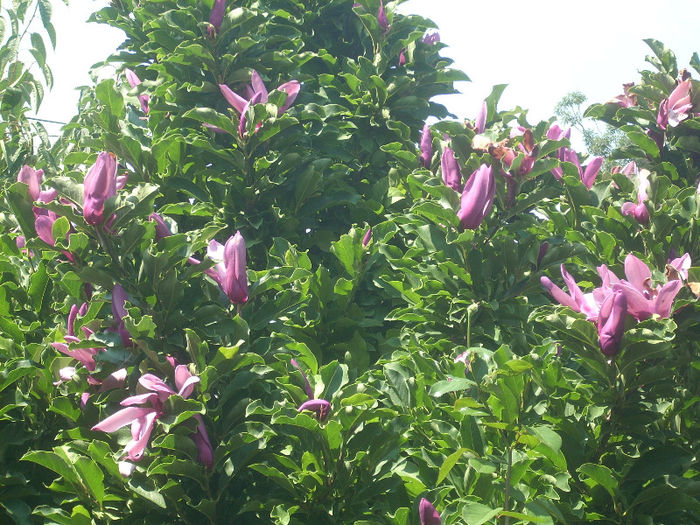 DSCN3063[1]; magnolie infloreste din nou
