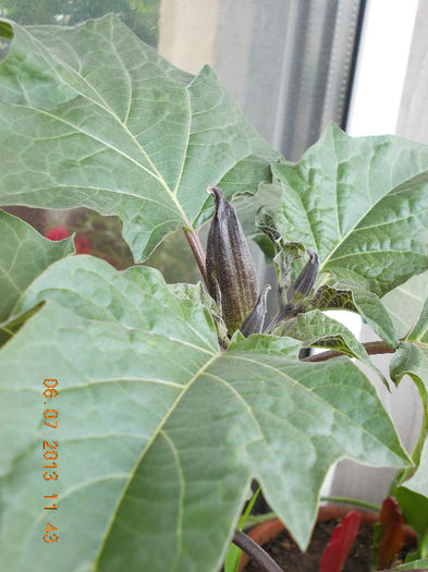 8 iulie 2013-flori 049