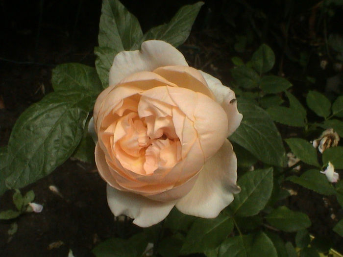 DSC00510 - Ambridge Rose