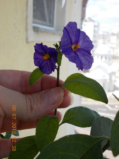 8 iulie 2013-flori 075 - solanum rantonettii