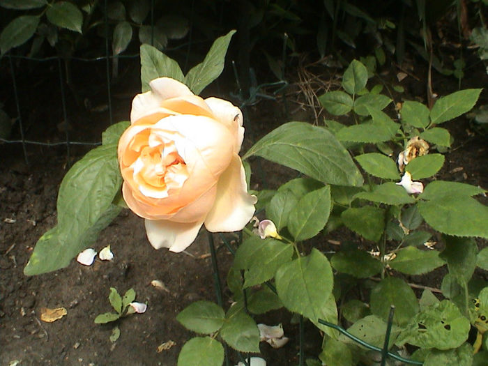DSC00511 - Ambridge Rose