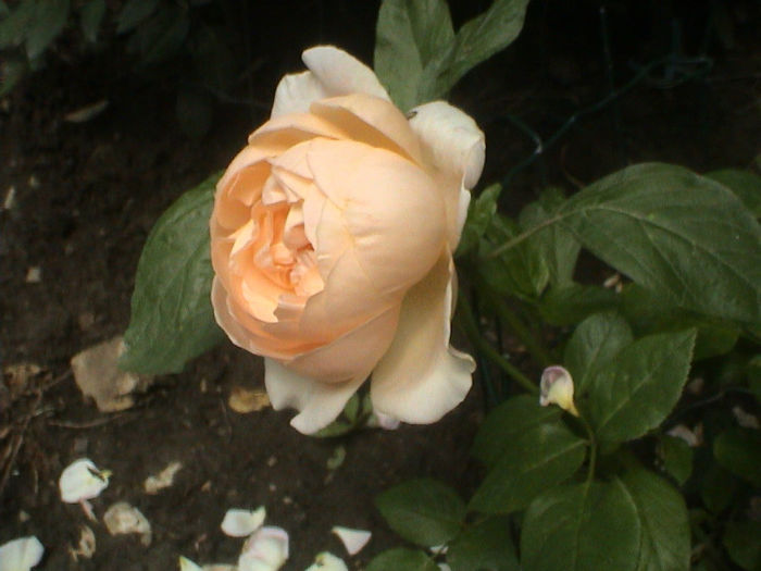 DSC00512 - Ambridge Rose