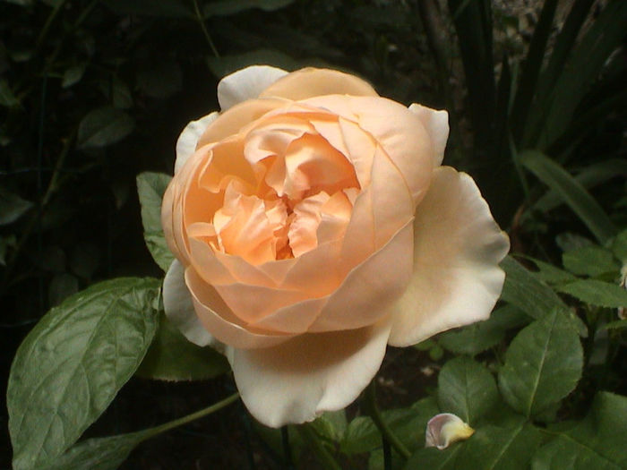 DSC00513 - Ambridge Rose
