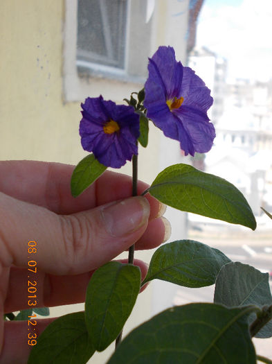 8 iulie 2013-flori 077 - solanum rantonettii