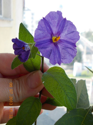 8 iulie 2013-flori 107 - solanum rantonettii