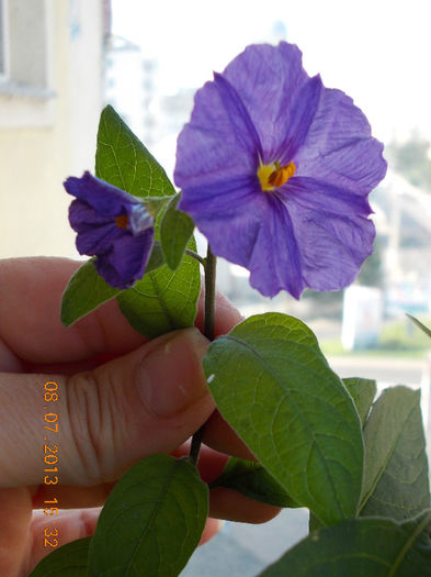8 iulie 2013-flori 108 - solanum rantonettii